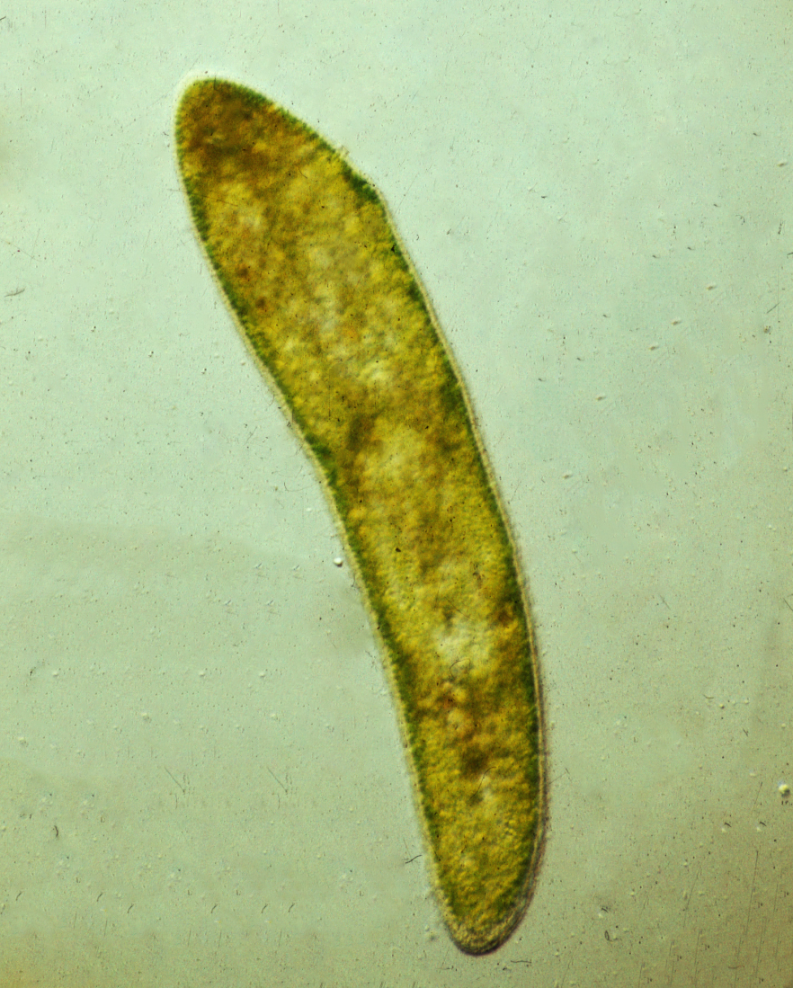Trichinella hermaphrodit